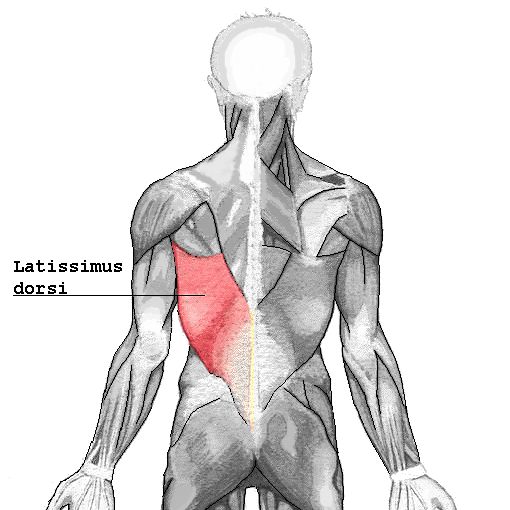 The "lats".