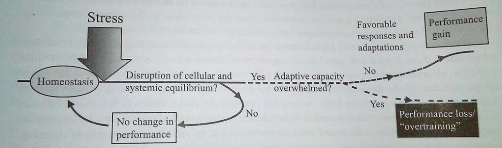 Stress--->Recovery--->Adaptation