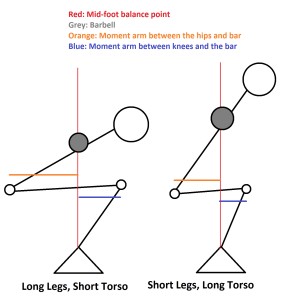 korte Torso vs lange torso Squats